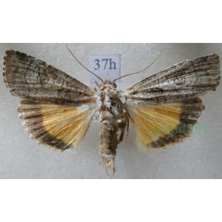 Epilecta linogrisea (Denis & Schiffermüller, 1775) Czech37h
